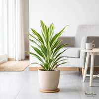 Cordyline (Cordyline fruticosa 'Casper')