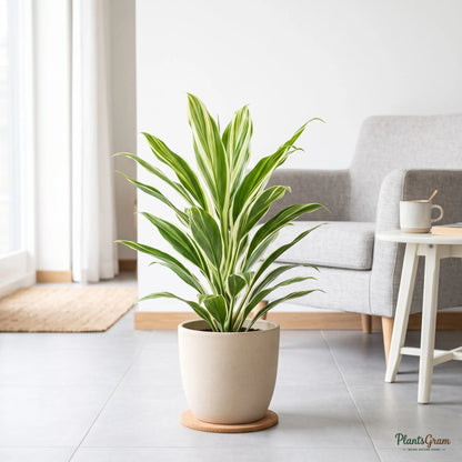 Cordyline (Cordyline fruticosa 'Casper')
