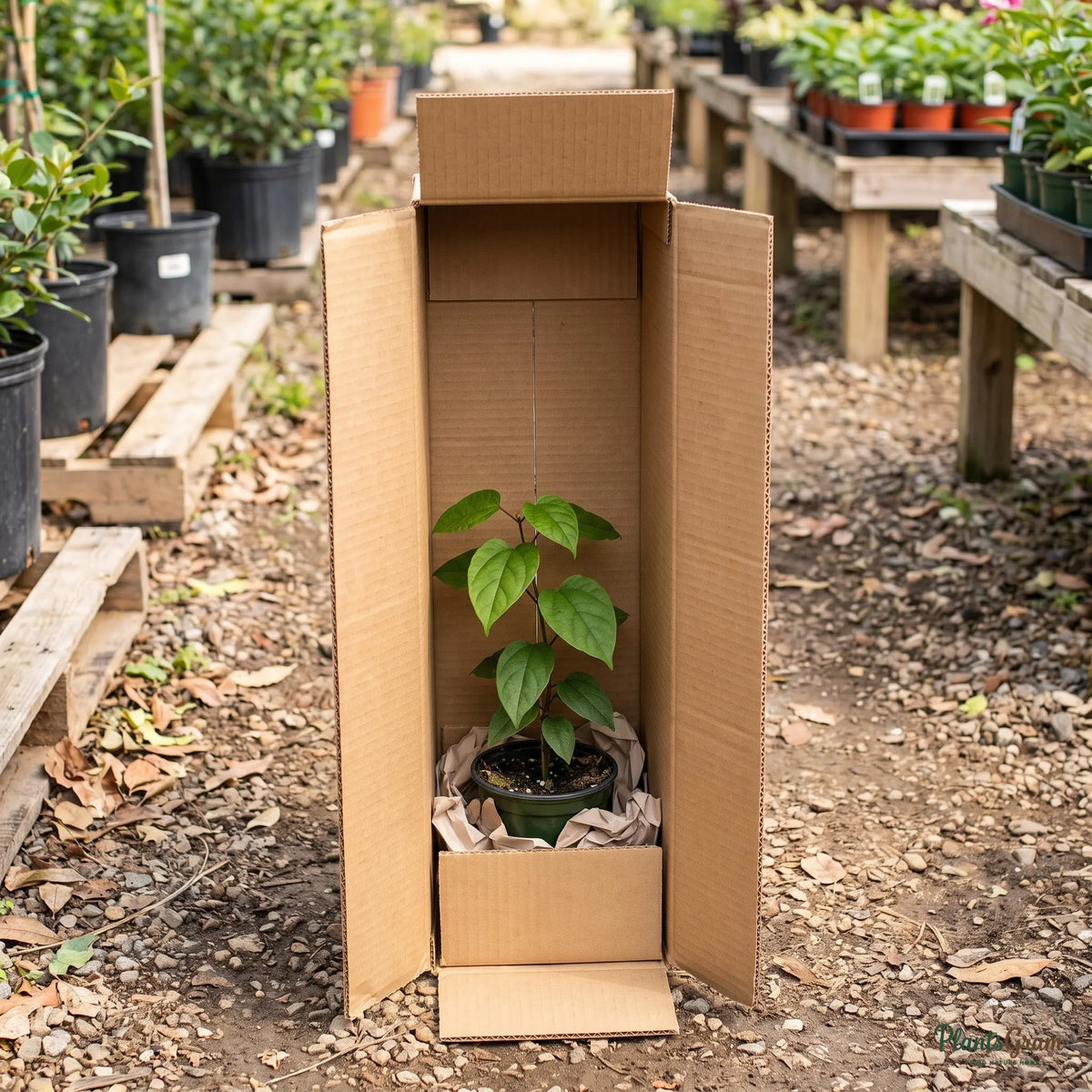 Live plant packed securely in a PlantsGram shipping box