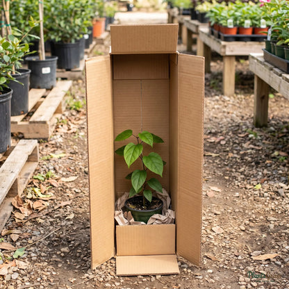 Live plant packed securely in a PlantsGram shipping box
