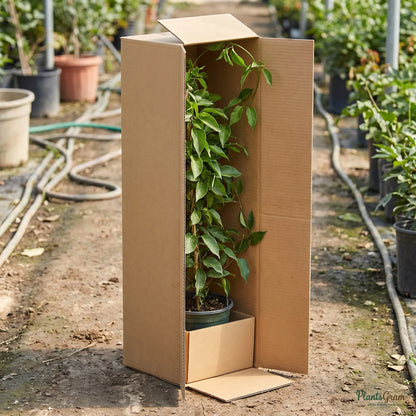 Live plant packed securely in a PlantsGram shipping box