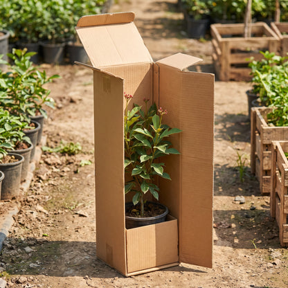 Jatropha Red plant packed inside a shipping box