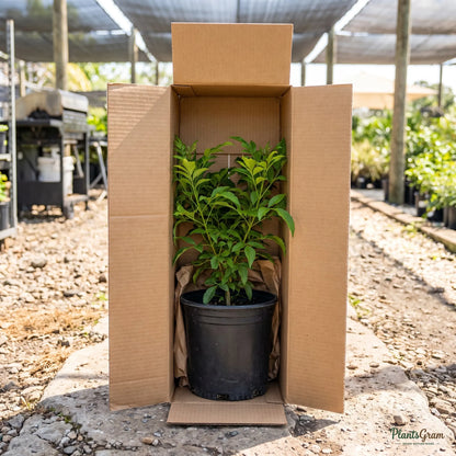 Tecoma plant packed in a PlantsGram shipping box