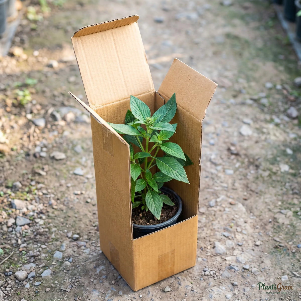 Pentas plant packed in a PlantsGram shipping box