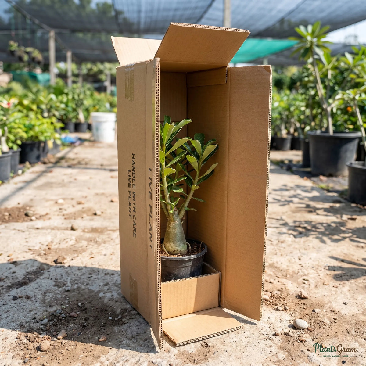 Adenium plant packed in a PlantsGram shipping box