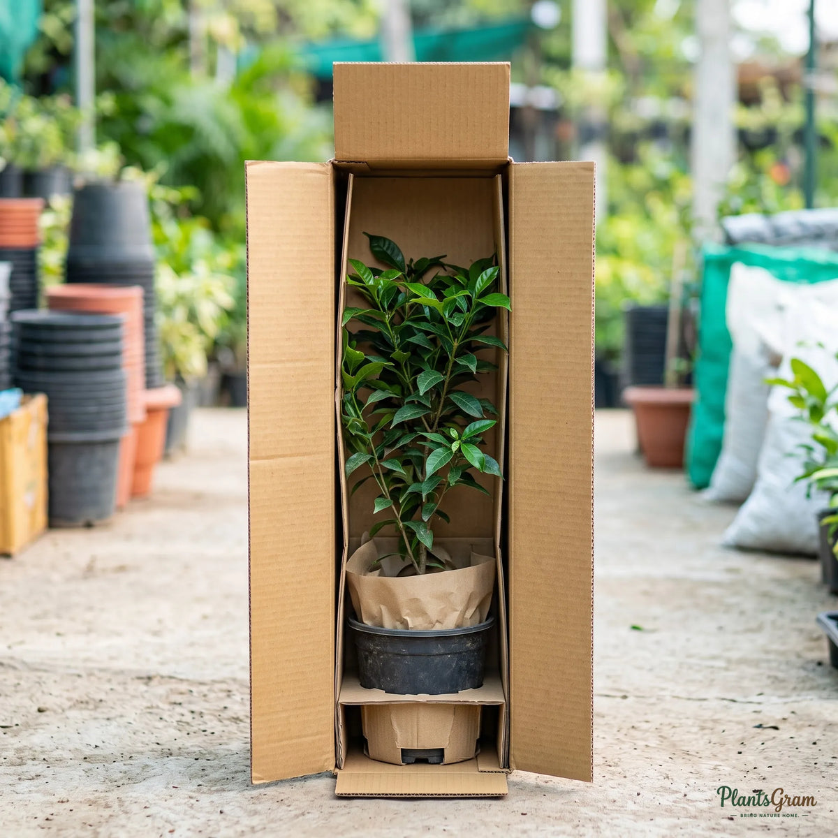 Tagar Double Frills (White) - Tabernaemontana divaricata