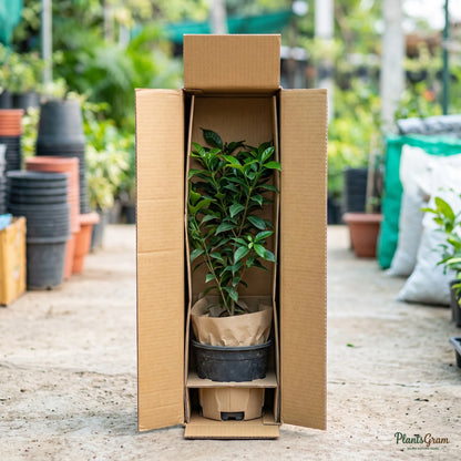 Tagar Double Frills (White) - Tabernaemontana divaricata
