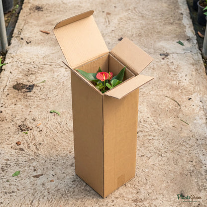Anthurium Andreanum (Red) - Gift Plant