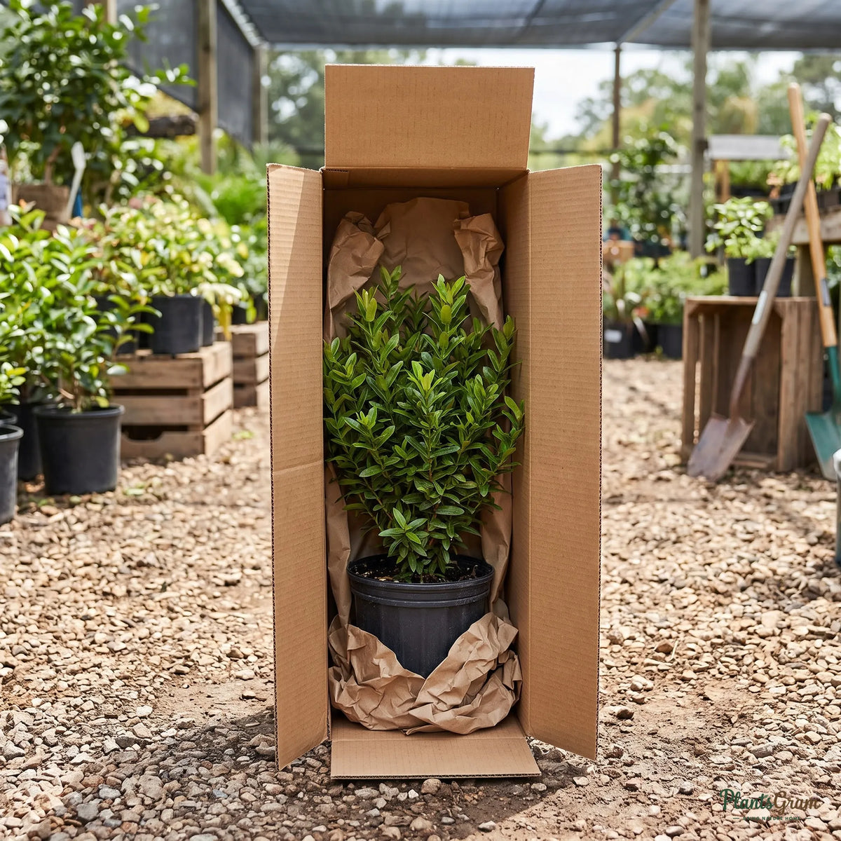 Ixora Mini Dwarf White plant packed inside a shipping box