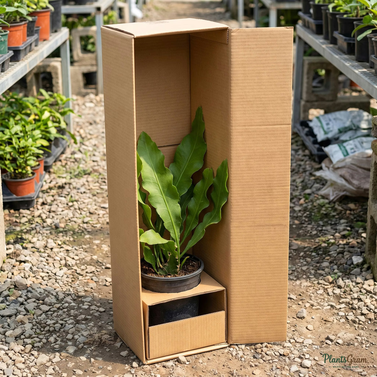 Brahma Kamal plant packed for shipping