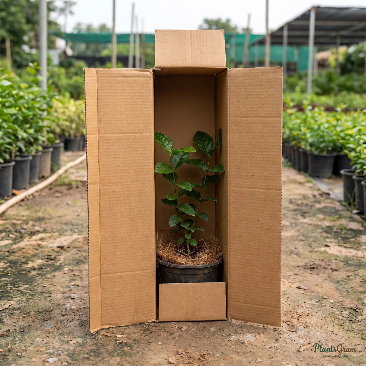 Jasmine Mini/Mogra plant packed for shipping