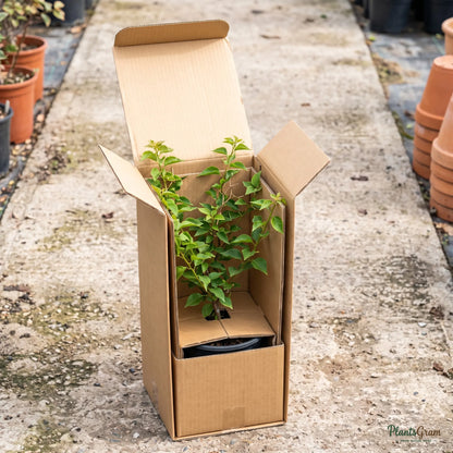 Bougainvillea plant packed open in a PlantsGram shipping box
