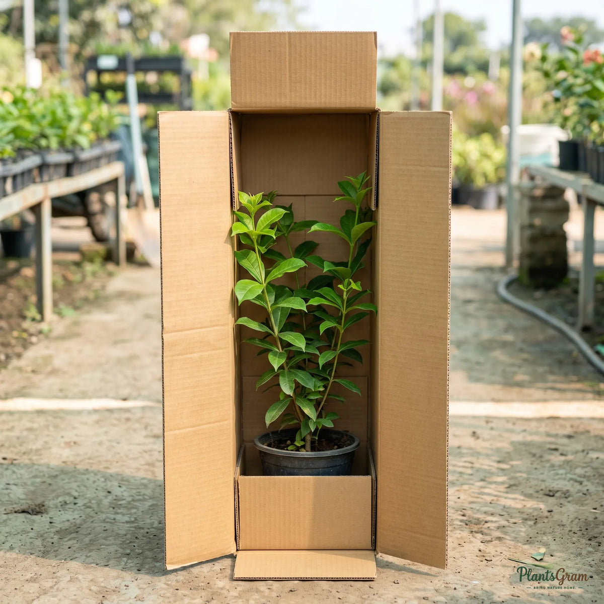 Allamanda Biscuit - Allamanda hybrida
