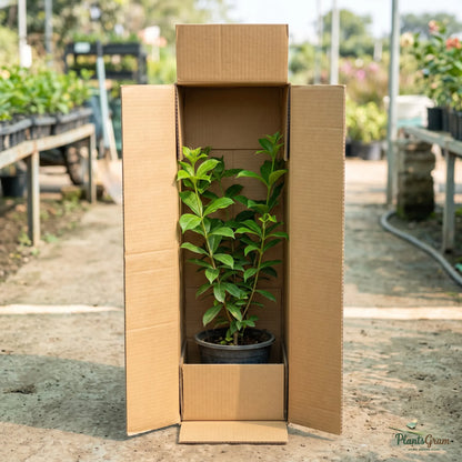 Allamanda Biscuit - Allamanda hybrida