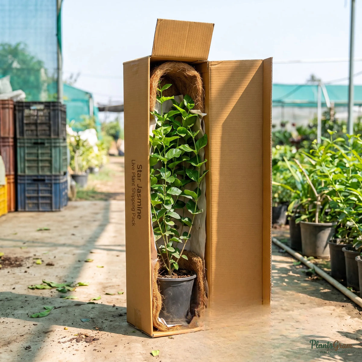 Star Jasmine (Mogra, White) - Jasminum sambac