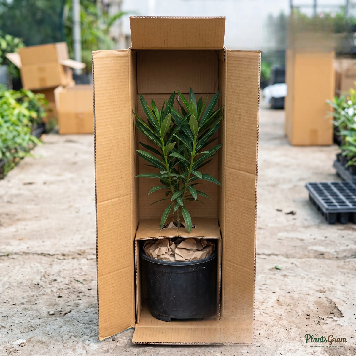 Nerium White Double (Oleander) - Nerium oleander