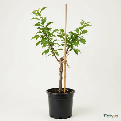 Plum (Grafted)