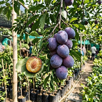 Plum (Grafted)