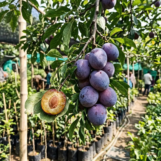 Plum (Grafted)