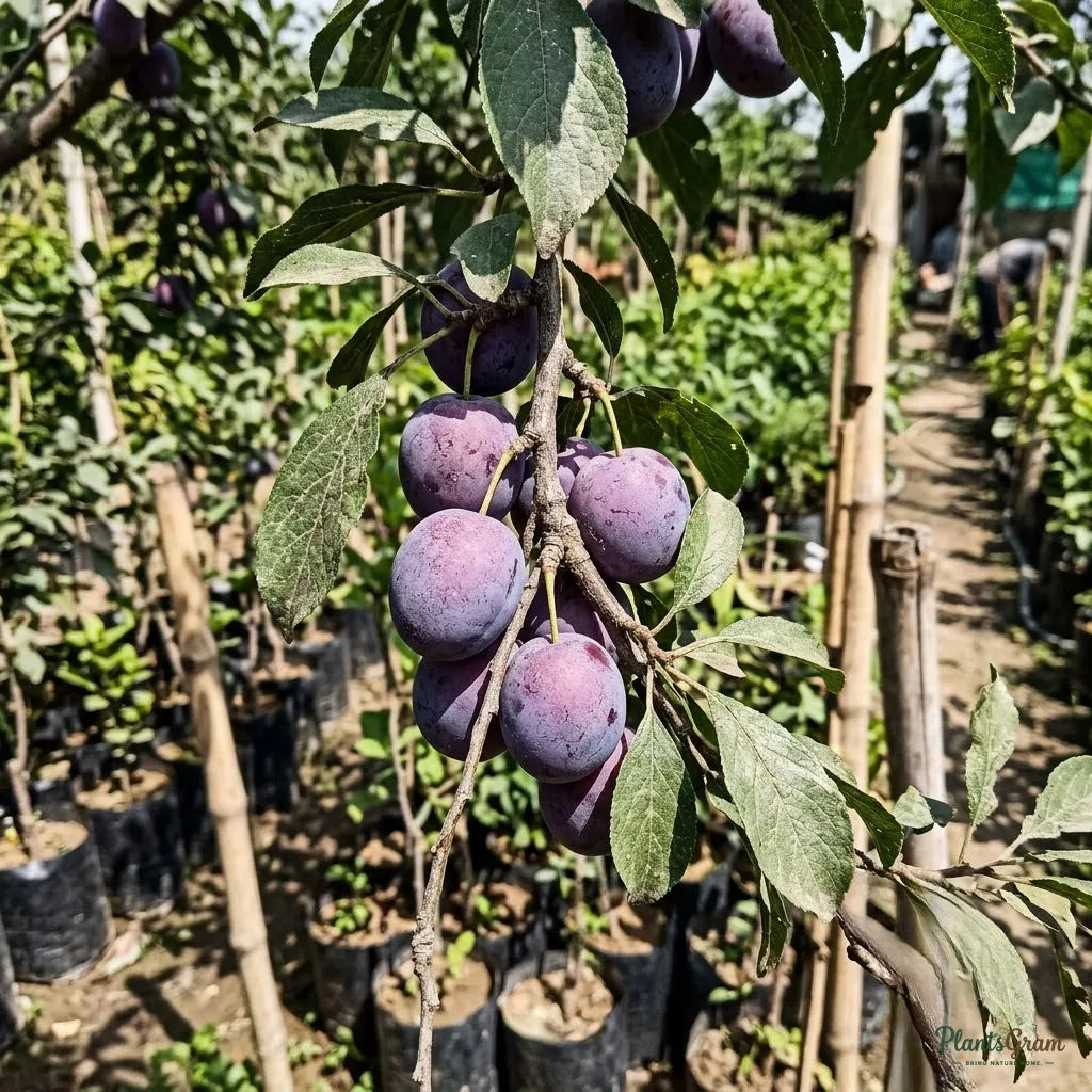 Plum (Grafted)