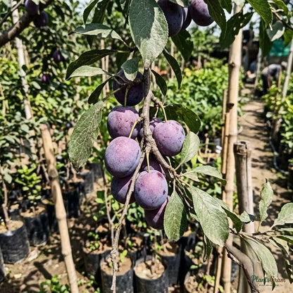 Plum (Grafted)