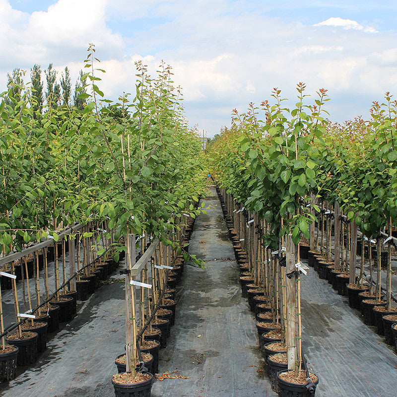 Plum - PlantsGram fruit plant (image 3)