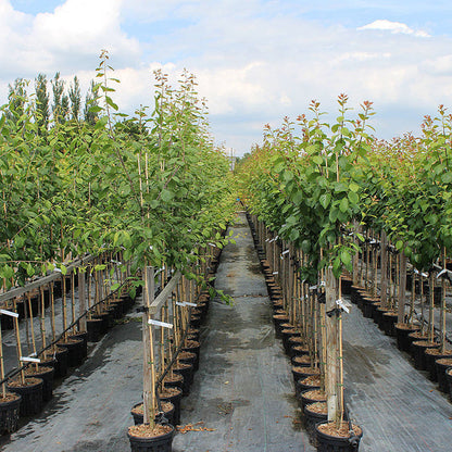 Plum - PlantsGram fruit plant (image 3)