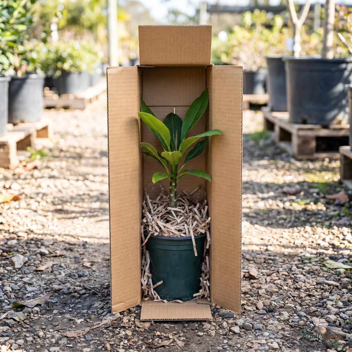 Plumeria plant packed in a PlantsGram shipping box