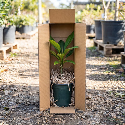 Plumeria plant packed in a PlantsGram shipping box