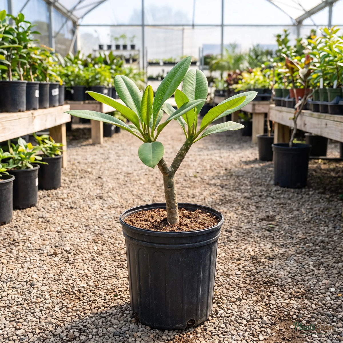 Plumeria sapling in a nursery pot
