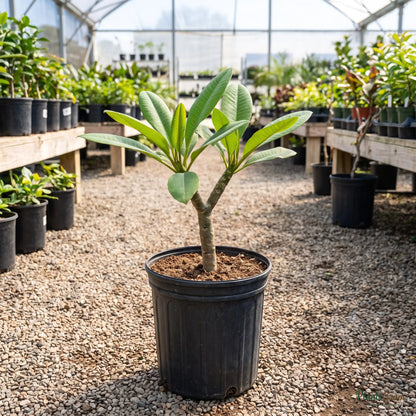 Plumeria sapling in a nursery pot