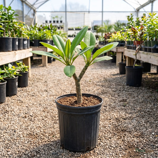 Plumeria sapling in a nursery pot