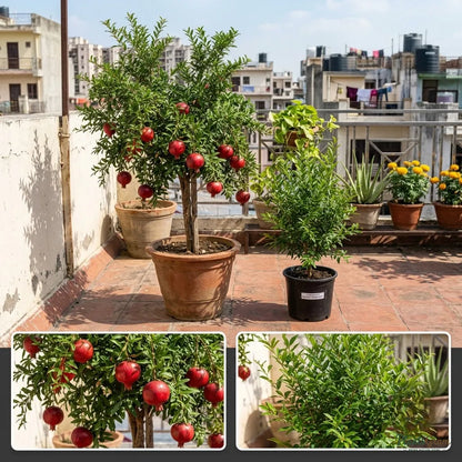 Pomegranate Bhagwa
