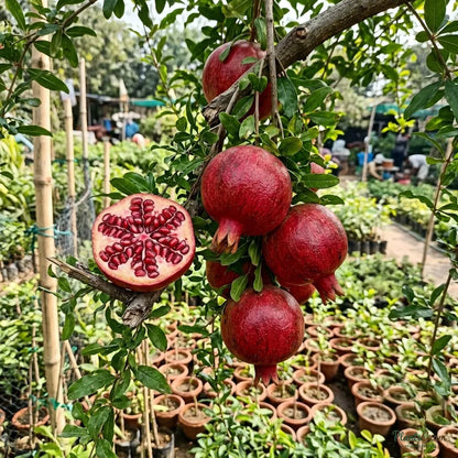 Pomegranate Bhagwa