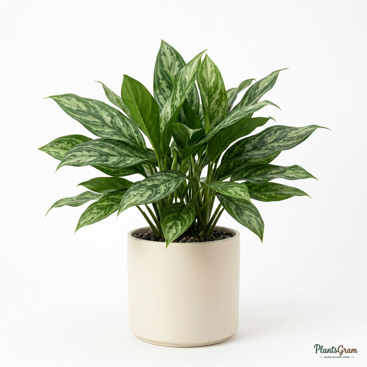 Potted Aglaonema Green plant