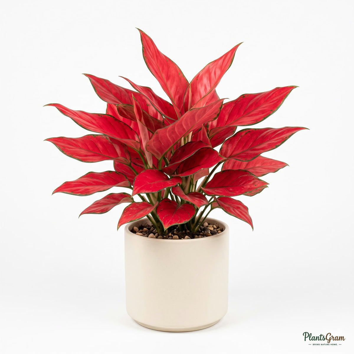 Potted Aglaonema Red Anjamani plant in studio setting