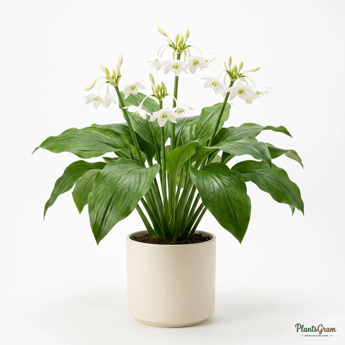 Potted Amazon Lily plant in bloom