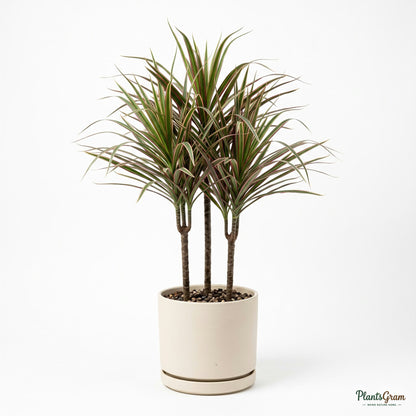 Potted Dracaena Tricolor plant studio shot