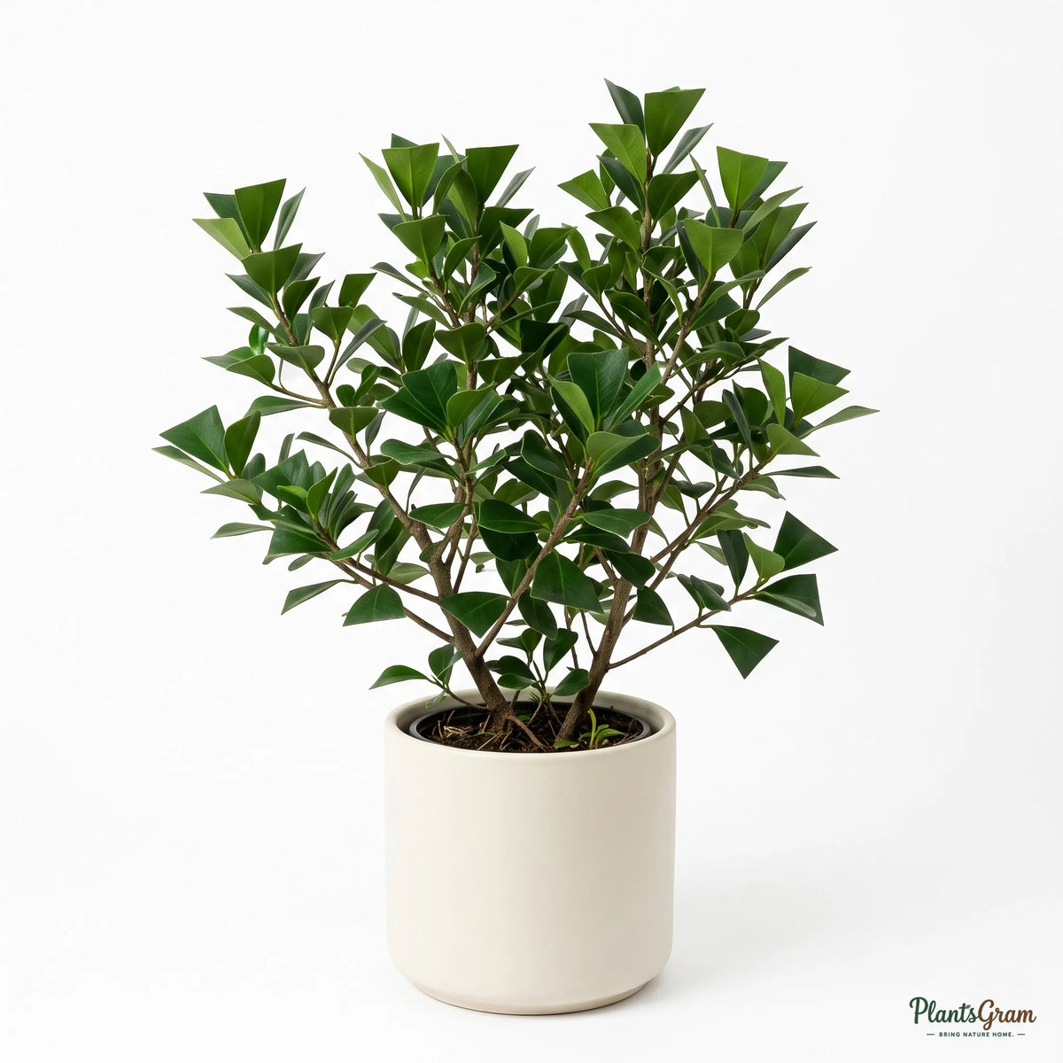 Ficus Triangularis (Ficus triangularis)