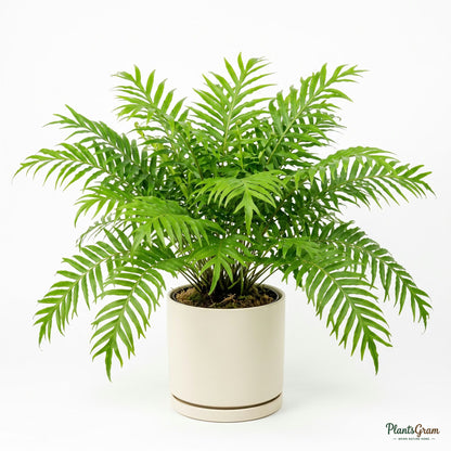 Potted fishtail fern plant in studio setting