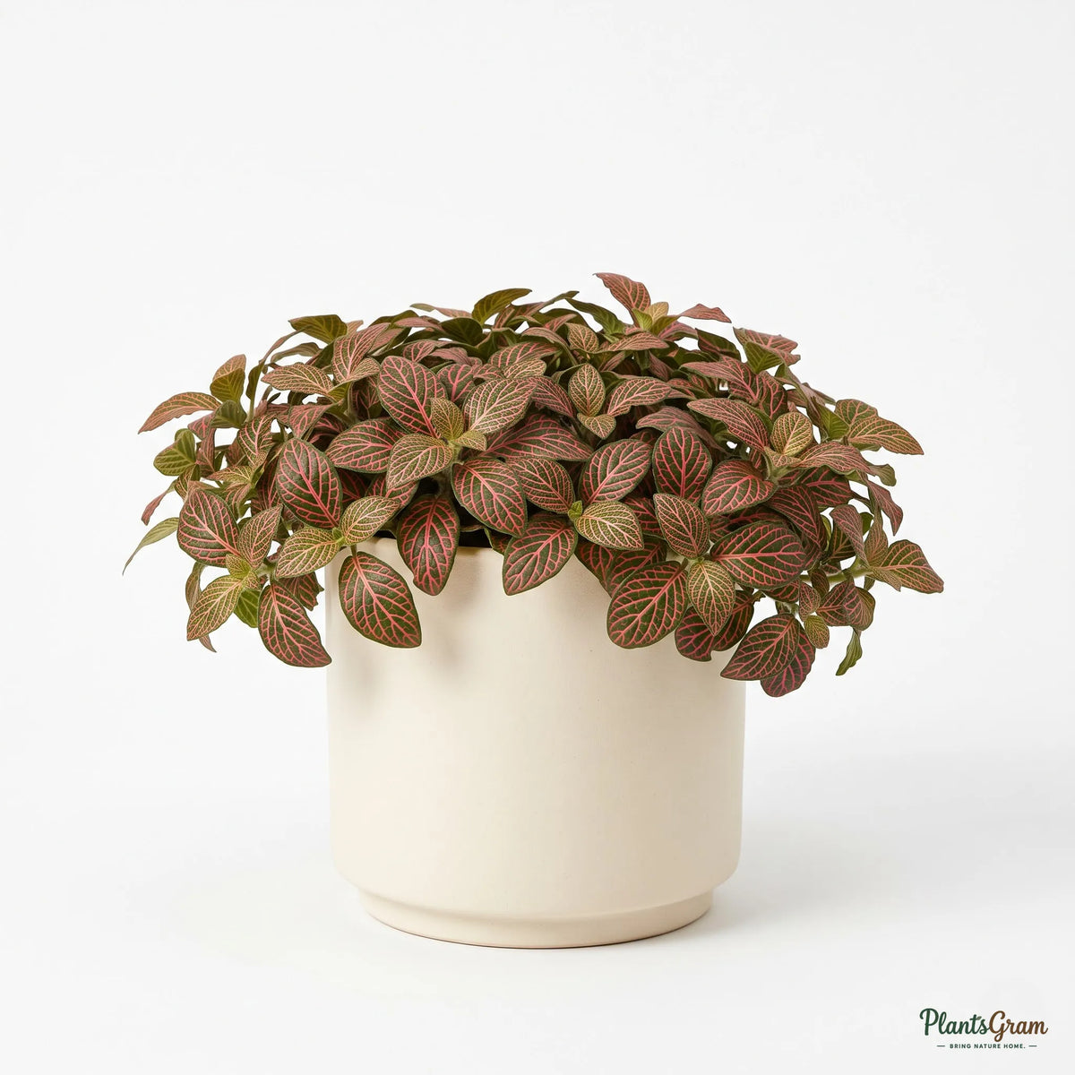 Fittonia Red Plant - Nerve Plant (Fittonia albivenis)