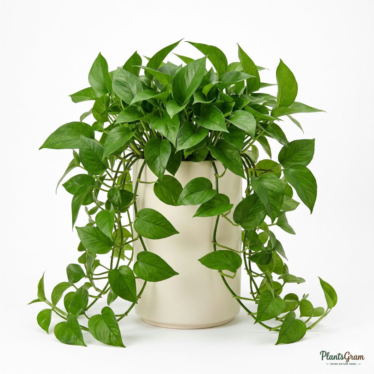 Potted Money Plant (Pothos) plant