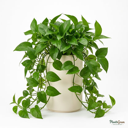 Potted Money Plant (Pothos) plant