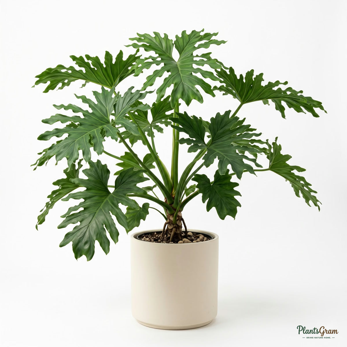 Potted Philodendron Selloum plant