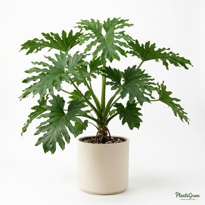 Potted Philodendron Selloum plant