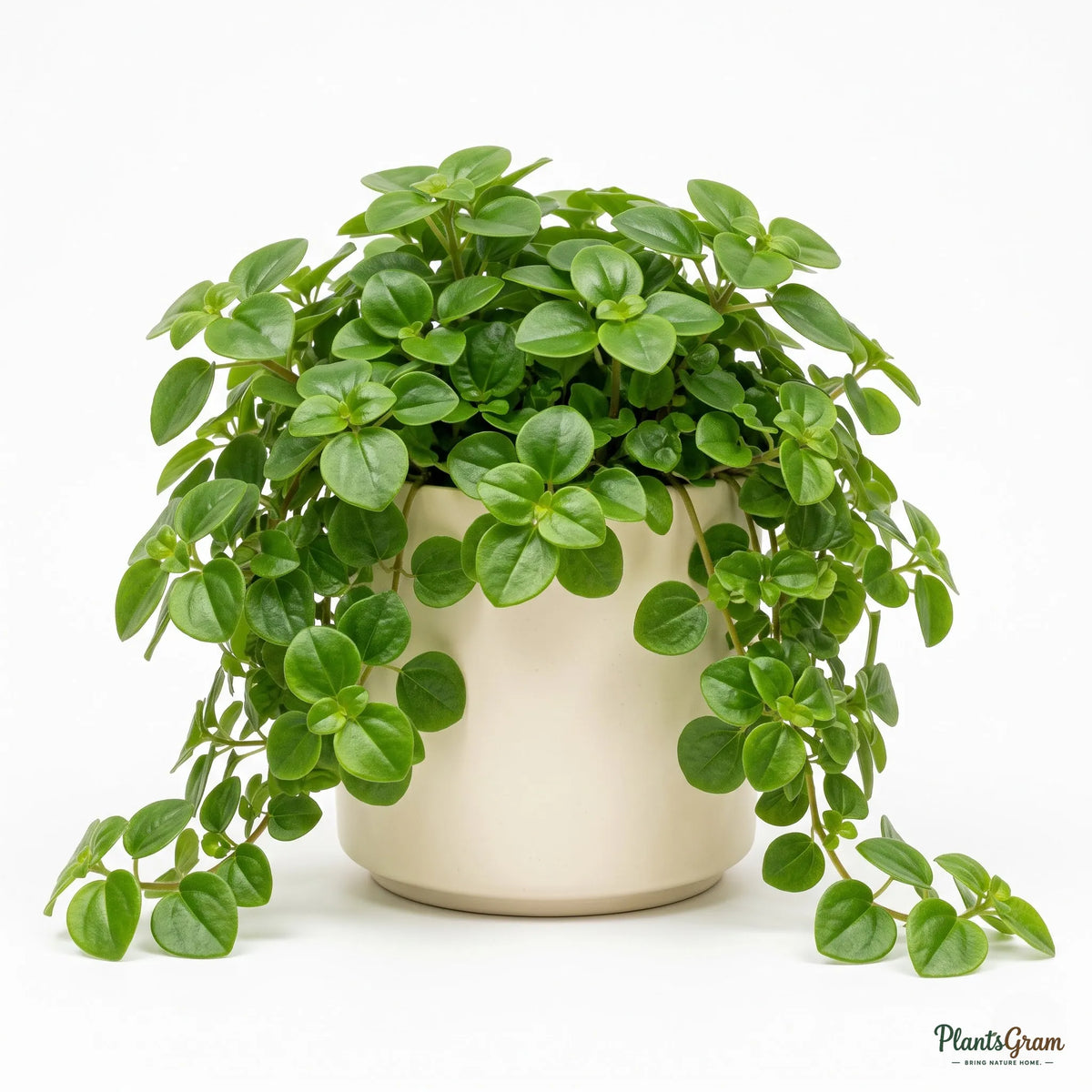 Potted Pilea Green plant on a white background
