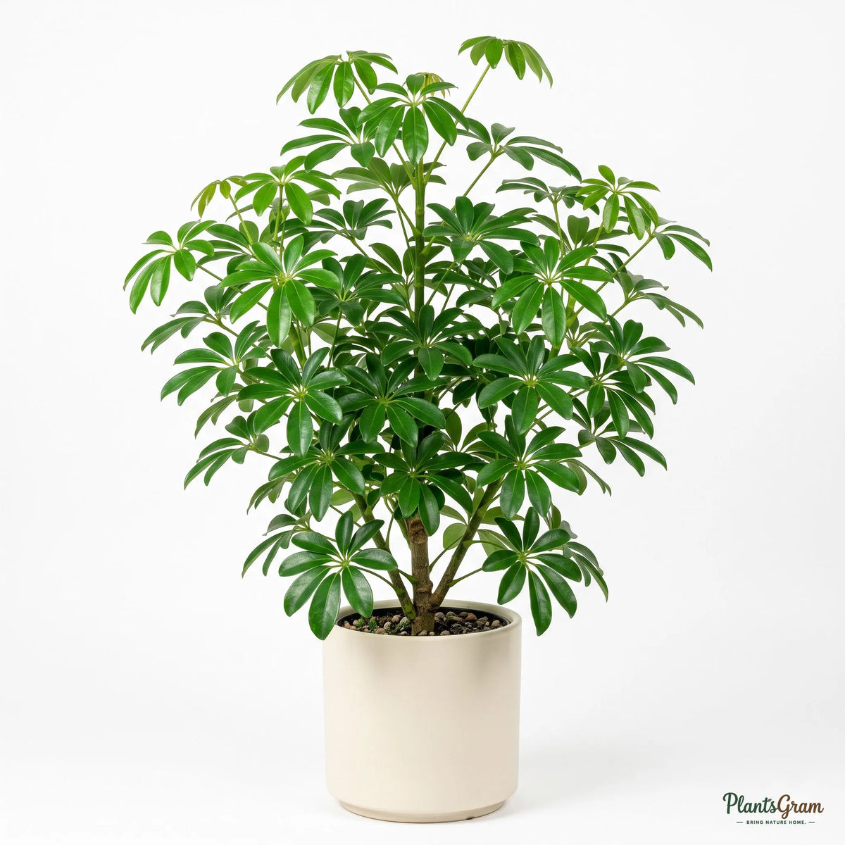 Potted Schefflera Green plant