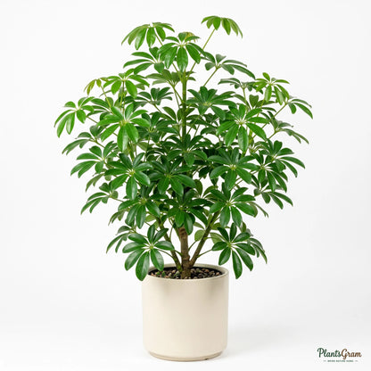 Potted Schefflera Green plant