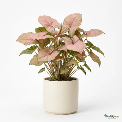 Potted Syngonium Pink plant