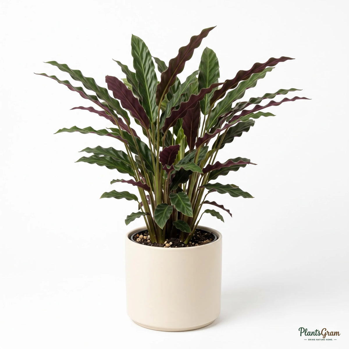 Potted Velvet Calathea plant